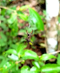 Micrathena spinosa