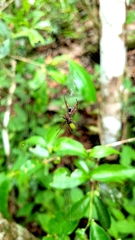 Micrathena spinosa
