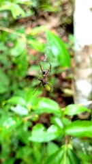 Micrathena spinosa