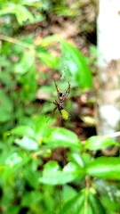 Micrathena spinosa