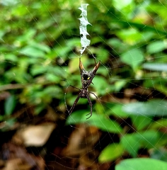 Micrathena spinosa
