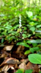 Micrathena spinosa