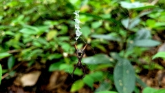 Micrathena spinosa