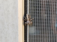 Platycryptus undatus