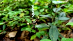 Micrathena spinosa