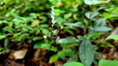 Micrathena spinosa