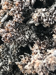 Neorhodomela