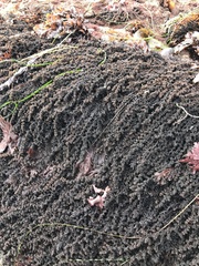 Neorhodomela
