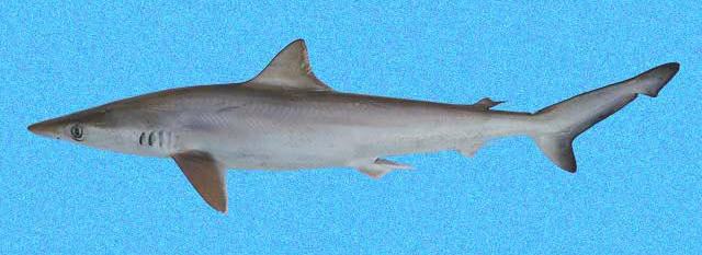 Brazilian Sharpnose Shark