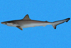 Brazilian Sharpnose Shark photo 2