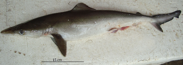 Brazilian Sharpnose Shark