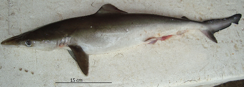 Brazilian Sharpnose Shark
