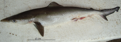 Brazilian Sharpnose Shark photo 4