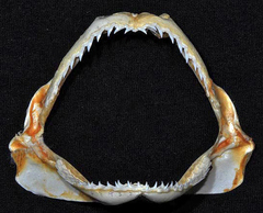 Brazilian Sharpnose Shark photo 5