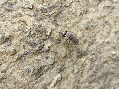 Peritrechus gracilicornis