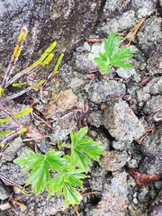 Anemonastrum sibiricum