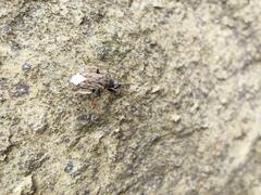 Peritrechus gracilicornis