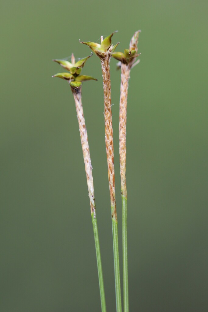 Carex Echinata Clade