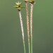 Meager Sedge - Photo (c) Quinten Wiegersma, some rights reserved (CC BY), uploaded by Quinten Wiegersma