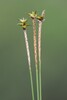 Carex Echinata Clade - Photo (c) Quinten Wiegersma, some rights reserved (CC BY), uploaded by Quinten Wiegersma
