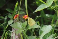 Abaeis salome jamapa