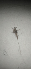 Callibaetis pictus
