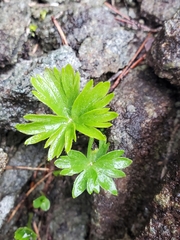 Anemonastrum sibiricum