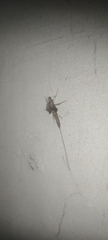 Callibaetis pictus