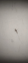 Callibaetis pictus