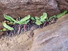 Polystichum kruckebergii
