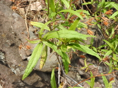 Trixis angustifolia