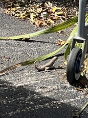 Leiocephalus carinatus