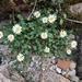 Miniature Daisy - Photo (c) Poradcereal, some rights reserved (CC BY-NC), uploaded by Poradcereal