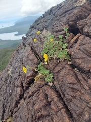 Potentilla × villosula