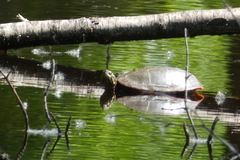 Chrysemys picta marginata