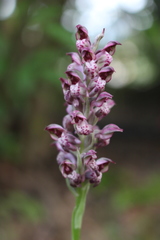 Anacamptis coriophora fragrans