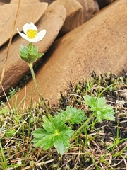 Anemonastrum sibiricum