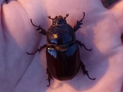 Oryctes nasicornis corniculatus