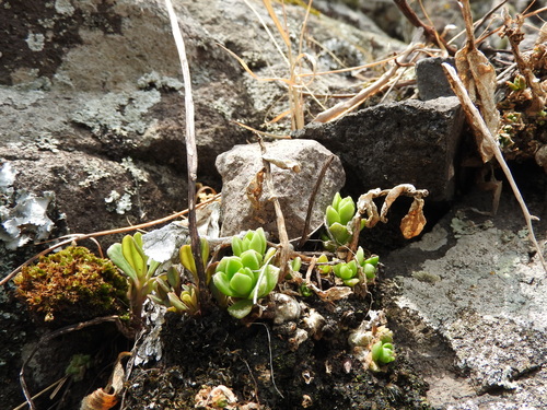 Sedum ebracteatum, photograph 6