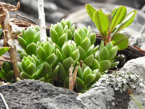 Sedum ebracteatum, photograph 5