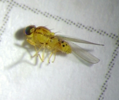 Asteia elegantula