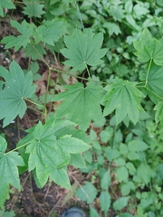 Acer circinatum