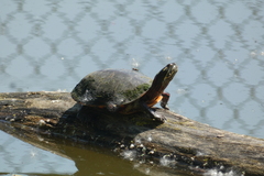 Chrysemys picta marginata