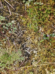 Thamnolia vermicularis