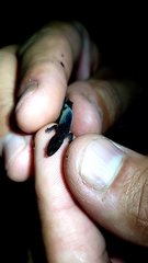 Coleodactylus meridionalis