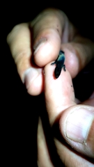 Coleodactylus meridionalis