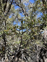 Cercocarpus ledifolius