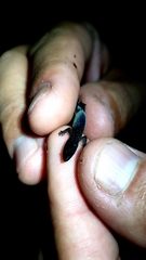 Coleodactylus meridionalis