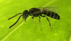 Halictidae