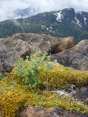 Potentilla × villosula